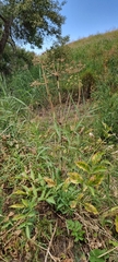 Pastinaca