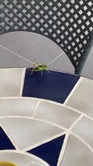 Tettigoniidae