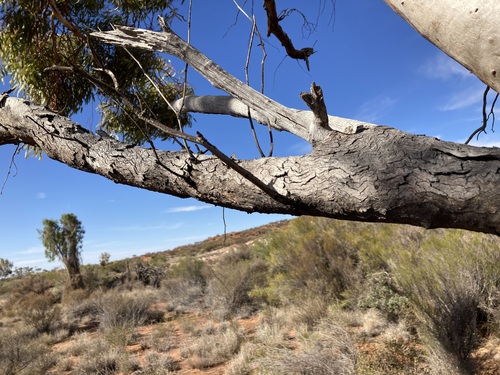 Image of Eucalyptus lucasii by (c) Thomas Mesaglio, some rights reserved (CC BY)