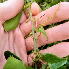Smilax aspera