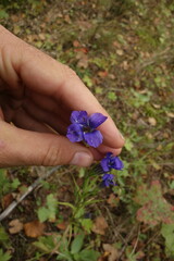 Gentianopsis barbata