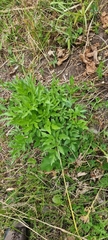 Pastinaca