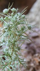 Eryngium glomeratum