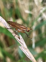 Tetanocera