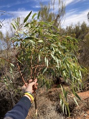 Eucalyptus lucasii