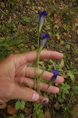 Gentianopsis barbata