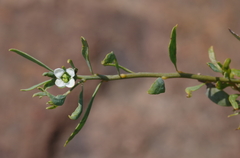 Montinia caryophyllacea