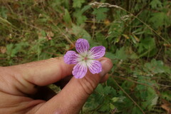 Geranium wlassovianum