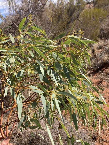 Image of Eucalyptus lucasii by (c) Thomas Mesaglio, some rights reserved (CC BY)