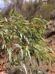 Eucalyptus lucasii