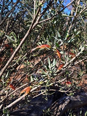 Eremophila glabra