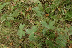 Geranium wlassovianum