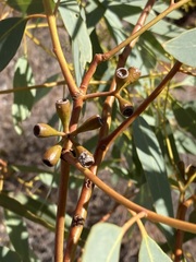 Eucalyptus lucasii
