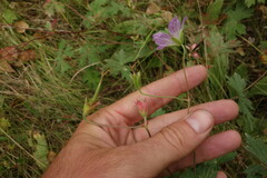 Geranium wlassovianum