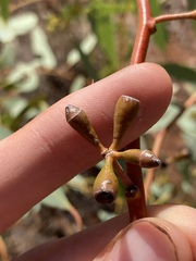 Eucalyptus lucasii