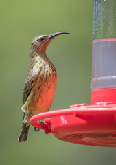 Chalcomitra amethystina