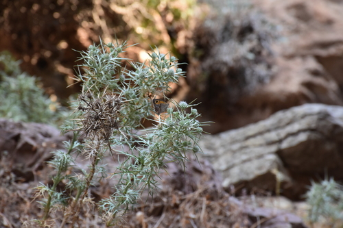 Image of Eryngium glomeratum by (c) Zac Peterson, some rights reserved (CC BY)