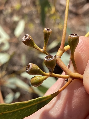 Image of Eucalyptus lucasii by (c) Thomas Mesaglio, some rights reserved (CC BY)