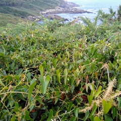 Smilax aspera