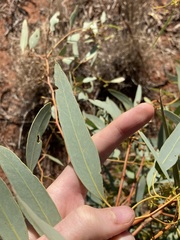 Eucalyptus lucasii