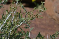 Montinia caryophyllacea