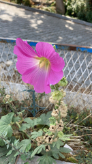 Alcea rosea