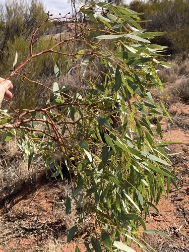Image of Eucalyptus lucasii by (c) Thomas Mesaglio, some rights reserved (CC BY)