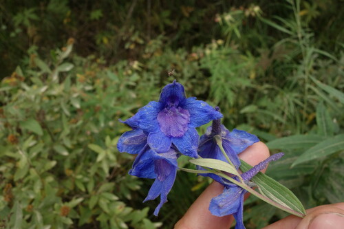 Delphinium cheilanthum, photograph 1