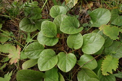 Pyrola