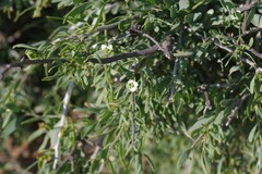 Montinia caryophyllacea