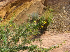 Proxylocopa