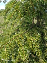 Picea