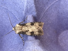 Agrotis puta