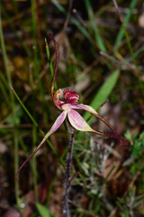 Caladenia fulva