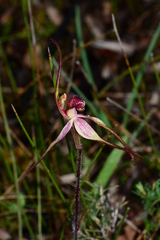 Caladenia fulva