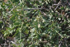 Montinia caryophyllacea