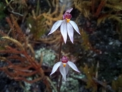 Caladenia alata