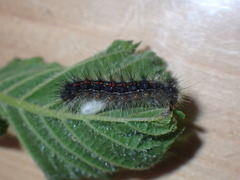 Protapanteles porthetriae