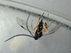 Protapanteles porthetriae