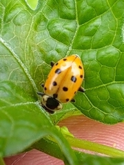 Hippodamia tredecimpunctata