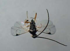 Protapanteles porthetriae