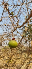 Oncoba spinosa