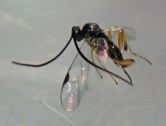 Protapanteles porthetriae