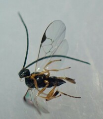 Protapanteles porthetriae