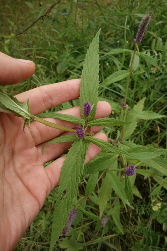 Image of Elsholtzia Densa (Elsholtzia densa) by (c) Aleksei Baushev, some rights reserved (CC BY)