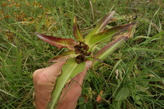 Gentiana macrophylla