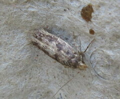 Hofmannophila pseudospretella