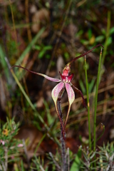 Caladenia fulva