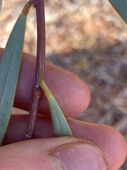 Acacia ligulata