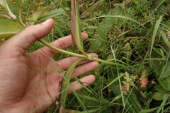 Gentiana macrophylla